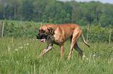 DOGUE ALLEMAND 531
